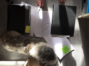 The minute the paper touches the ground he literally leaps onto it to sleep on it. Now I know why people won't sit beside me in meetings when I take out my notes. 